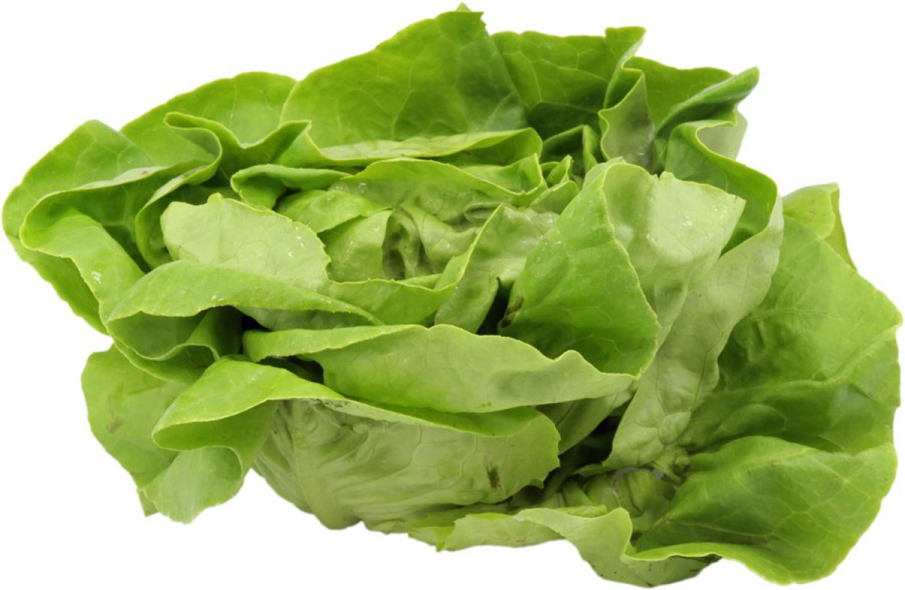 Salat "Kopfsalat, grün"