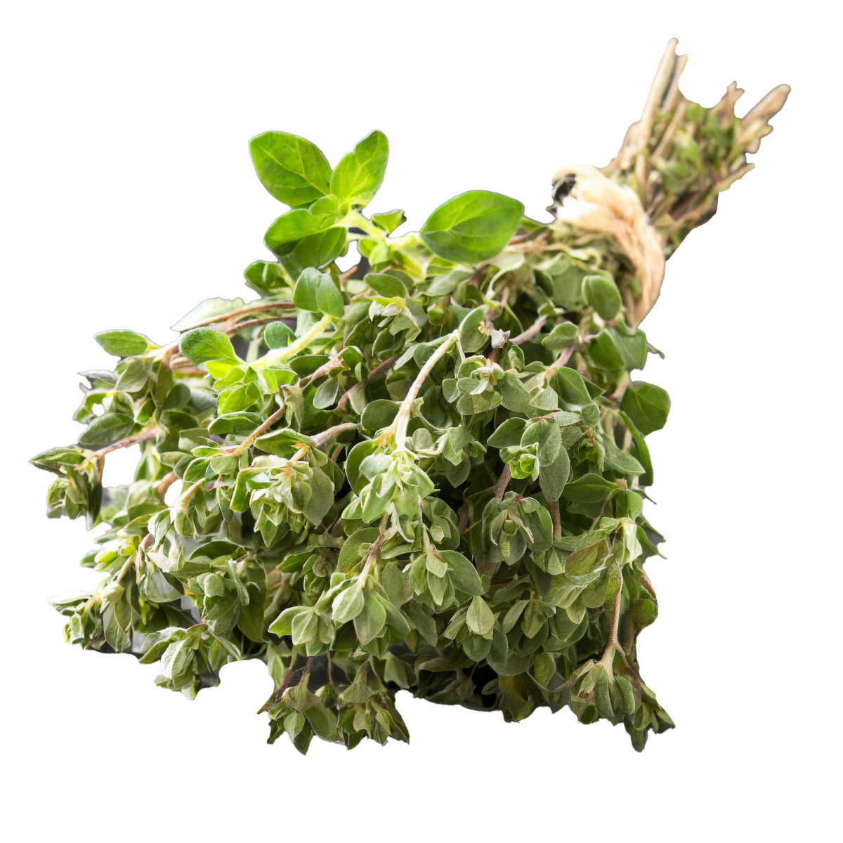 Oregano