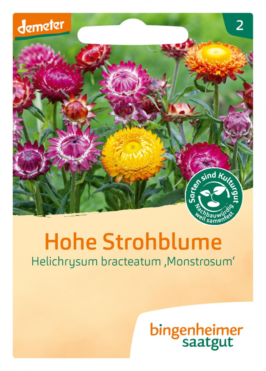 Saat Hohe Strohblume