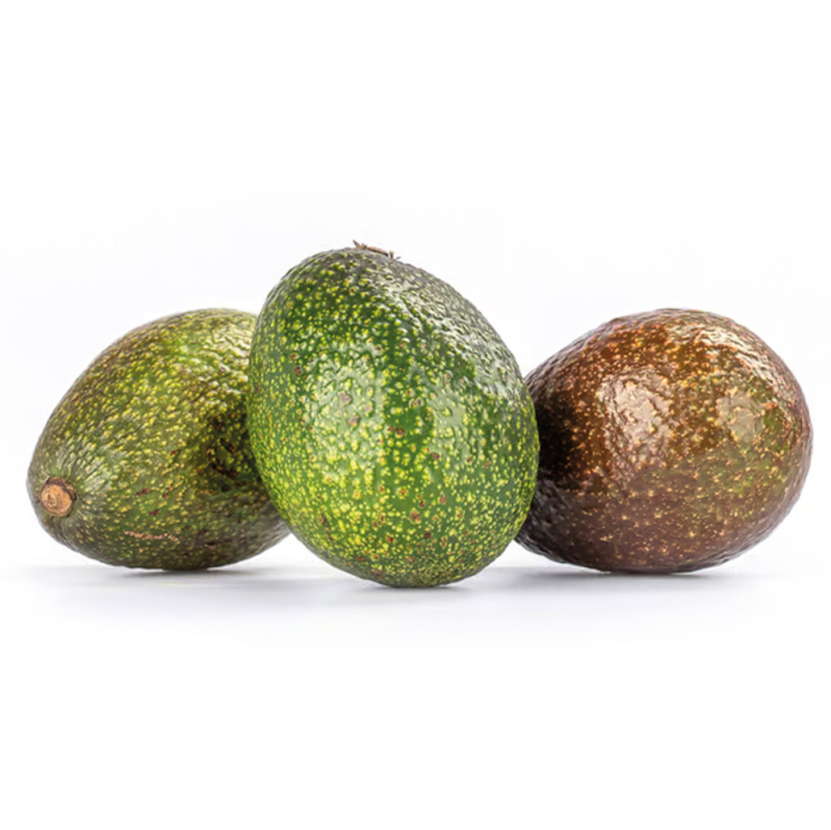 Avocado "Hass" Raingrown