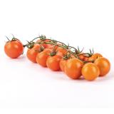 Cherrystrauchtomate