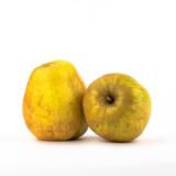 Apfel "Finkenwerder Herbstprinz"