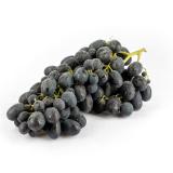 Traube blau "Black Magic"