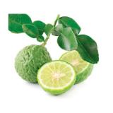 Combava Limette (Kaffirlimette)