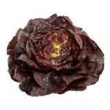 Salat "Kopfsalat, rot"