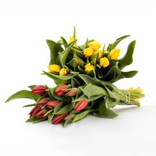 Tulpenstrauß div. Farben