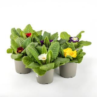 Primeln (Primula acaulis)