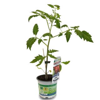 Jungpflanze Buschtomate "Bogus Fruchta"