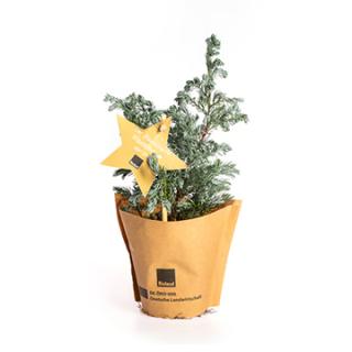 Blauwichtel (Chamaecyparis pisifera)