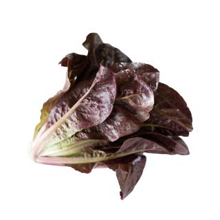 Salat "Mini-Romana, rot"