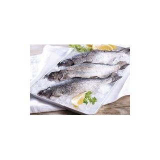 Frische Forelle 1 Stück (ca. 400 g)