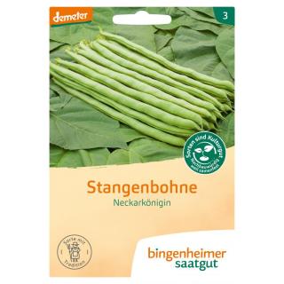 Saat Stangenbohne, Neckarkönigin