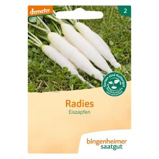 Saat Radies Eiszapfen