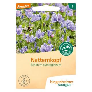 Saat Natternkopf