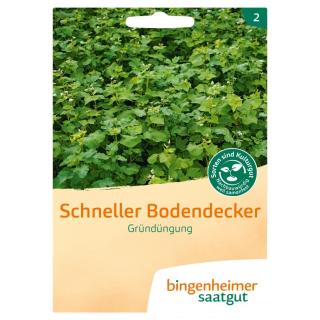 Saat Schneller Bodendecker Gründüngung