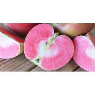 Apfel "Lucy Glo"