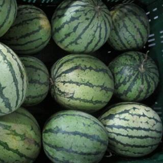 Mini-Wassermelone (Deutschland)