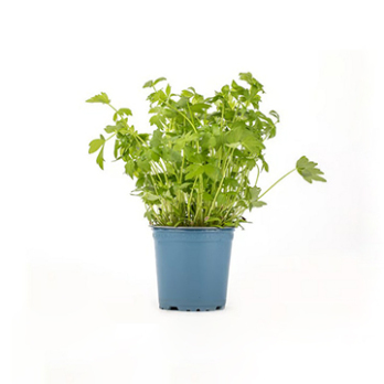 Kräutertopf Liebstöckel