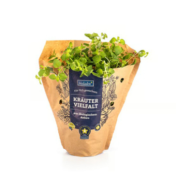 Kräutertopf Oregano