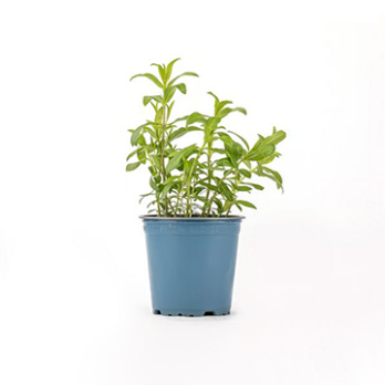 Kräutertopf Estragon