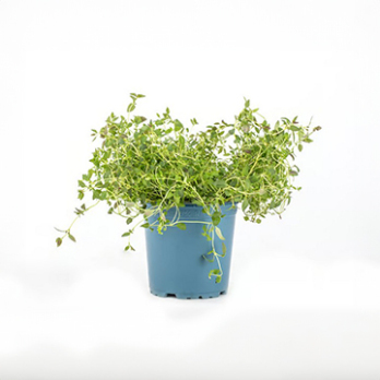 Kräutertopf Thymian