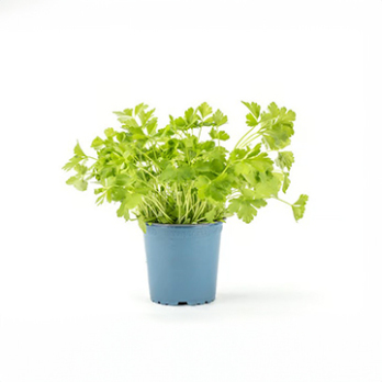 Kräutertopf Petersilie glatt