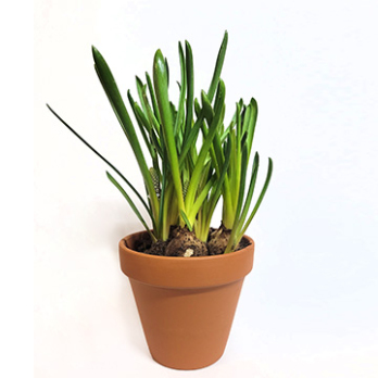 Traubenhyazinthen im Tontopf