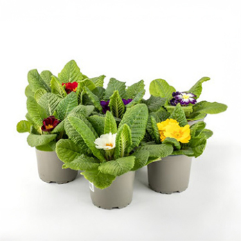 Primeln (Primula acaulis)