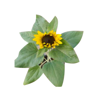 Sonnenblume (Helianthus annuus)