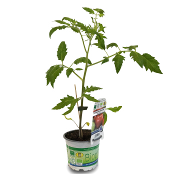 Jungpflanze Cherrytomate "Philamina"