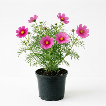 Cosmea (Cosmos bipinnatus)