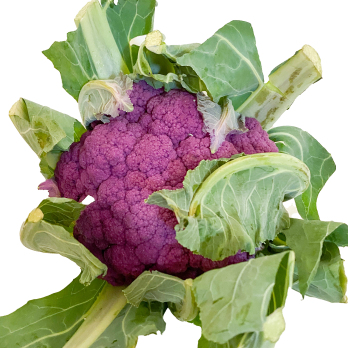 Blumenkohl, lila