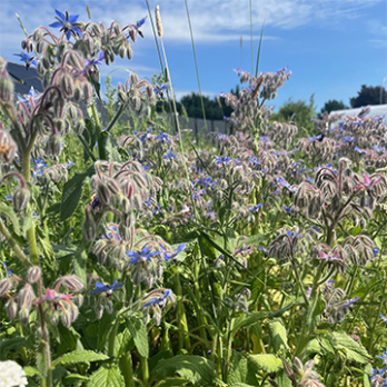 Borretschblüten
