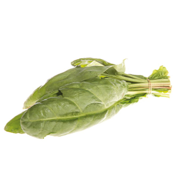 Sauerampfer