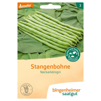 Saat Stangenbohne, Neckarkönigin