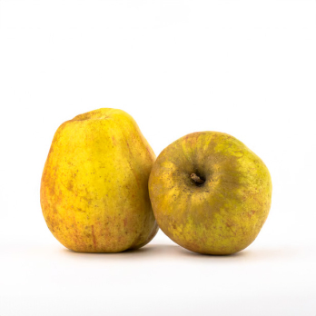 Apfel "Finkenwerder Herbstprinz"