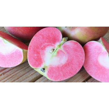 Apfel "Lucy Glo"
