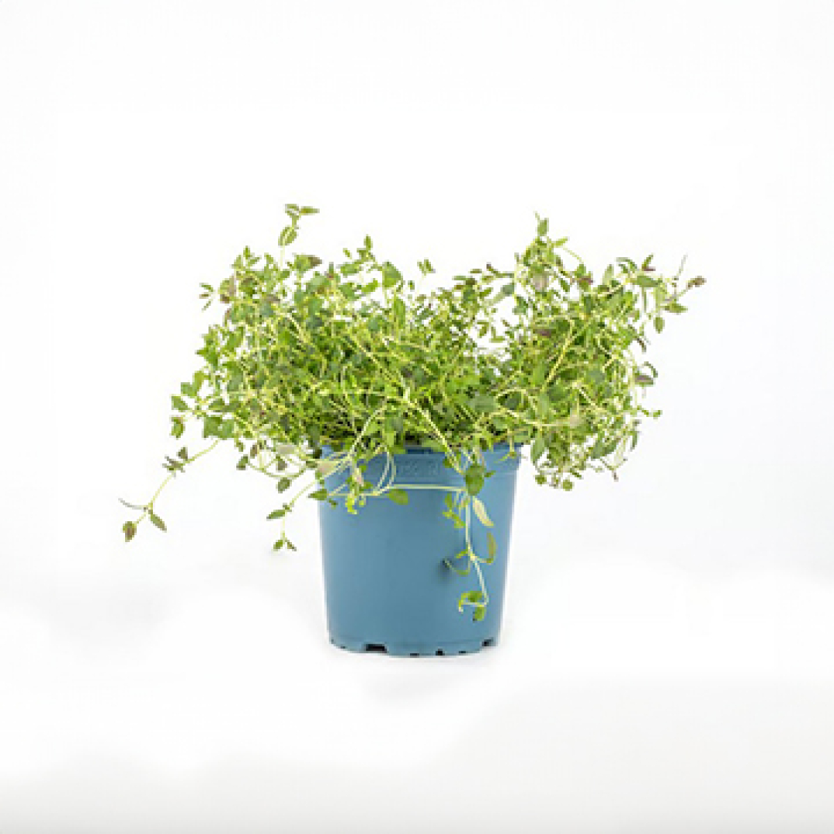 Kräutertopf Thymian