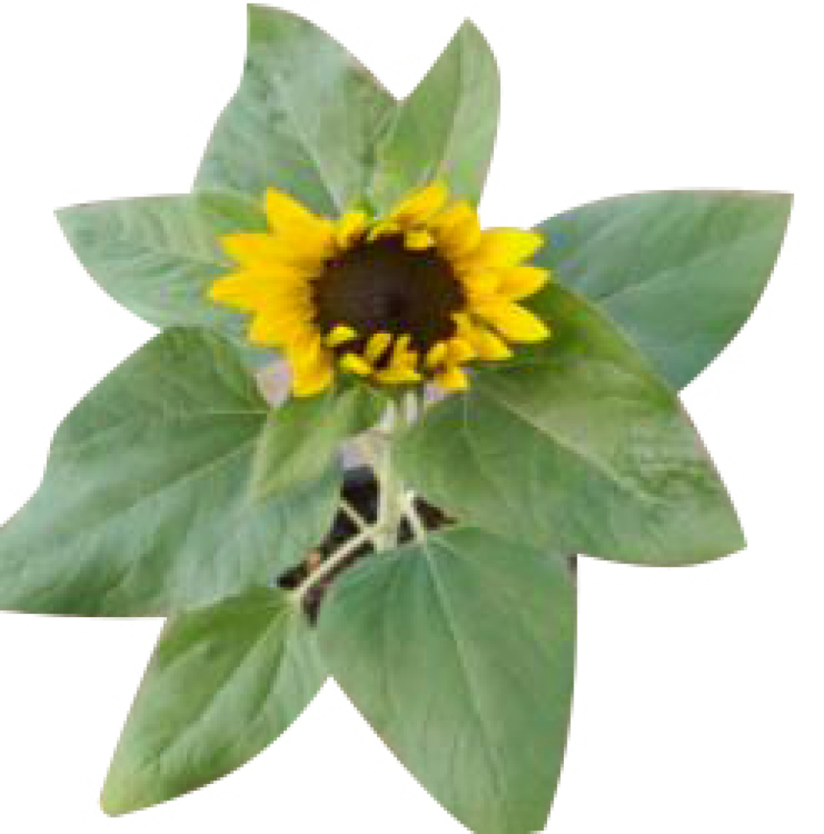 Sonnenblume (Helianthus annuus)