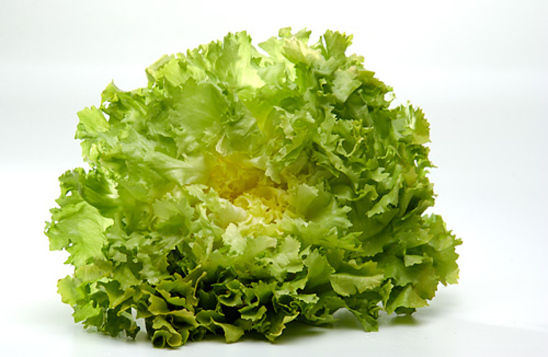 Salat "Endivie" 350g +