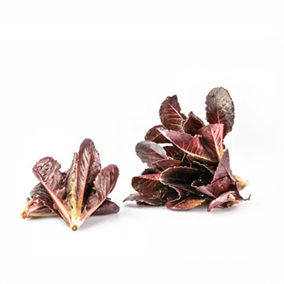 Roter Feldsalat