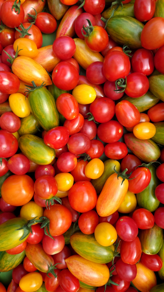 Mini-Tomaten Mix bunt
