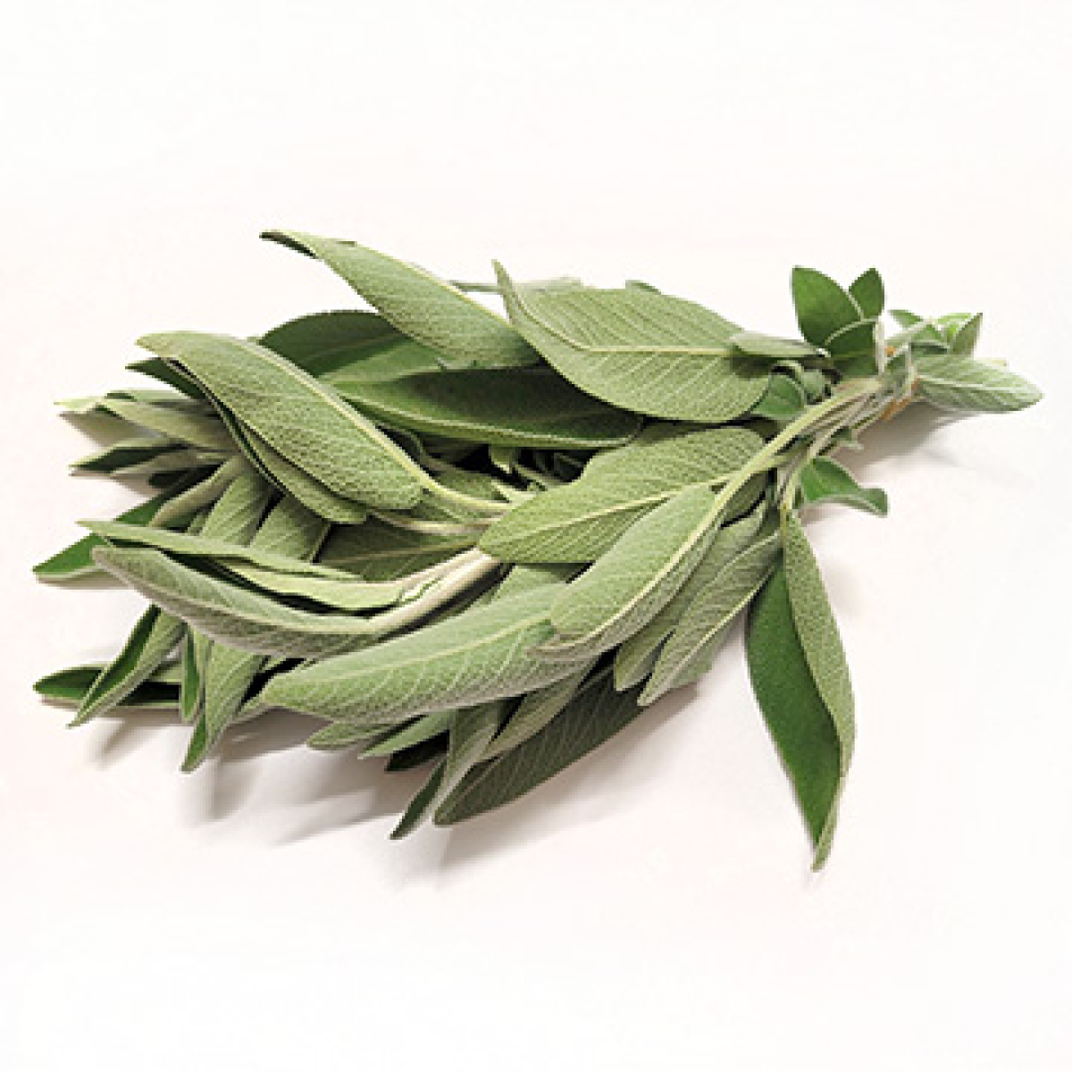Salbei