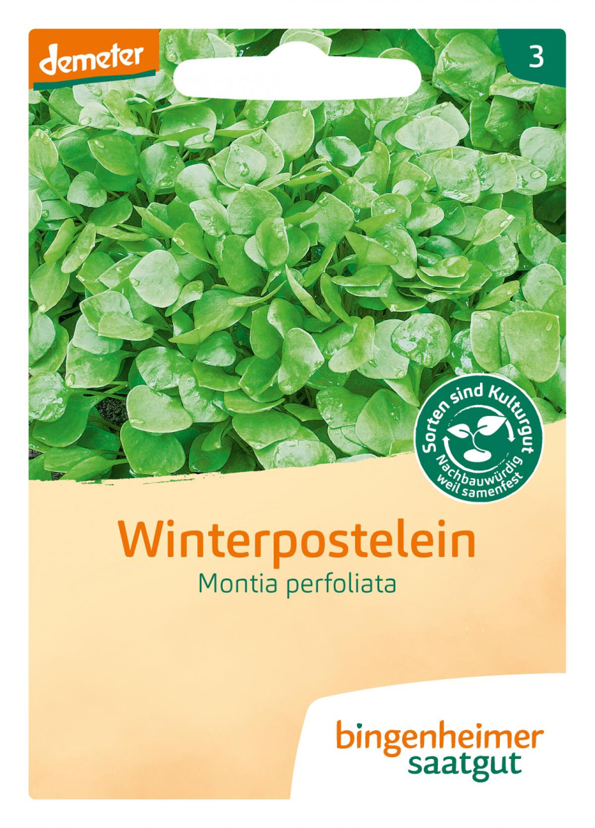 Saat Winterpostelein