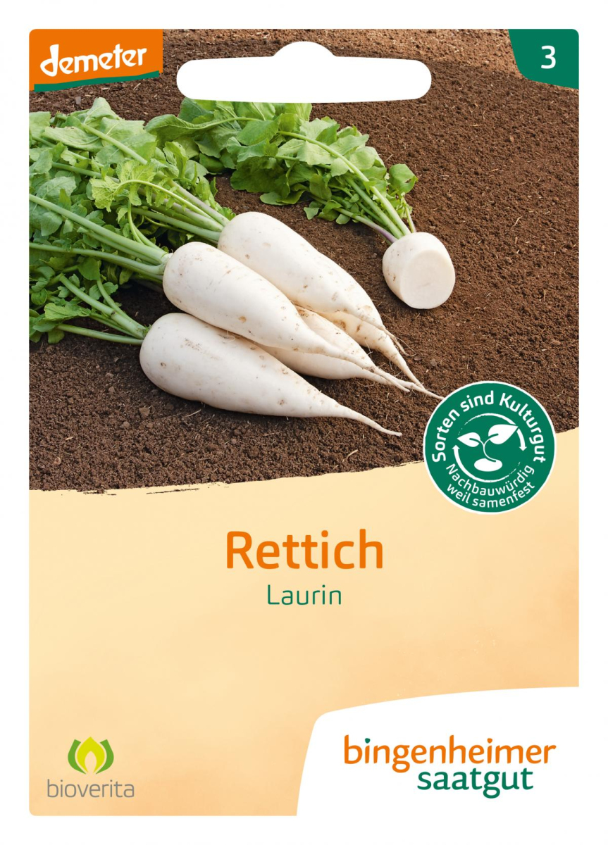 Saat Rettich "Laurin"