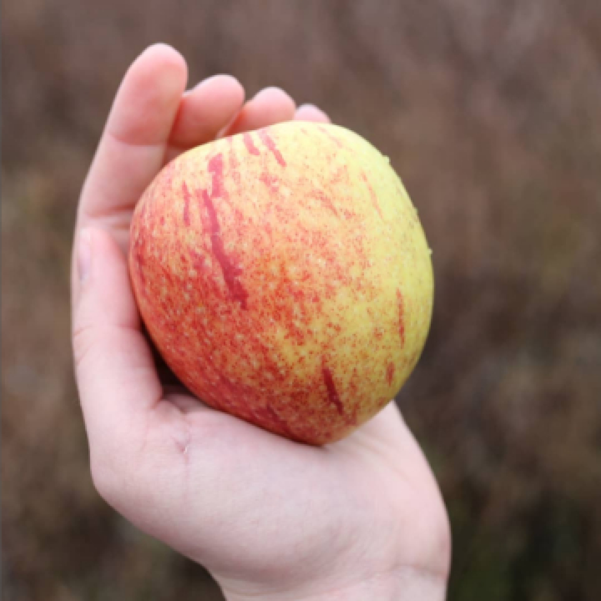 Apfel "Altländer Pfannkuchen"