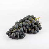 Traube blau "Muscat d Hambourg"