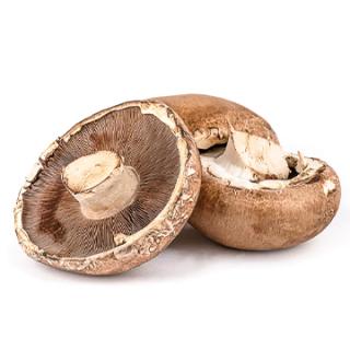 Portobello Riesenchampignons