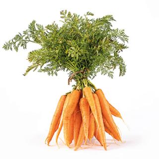 Möhren im Bund