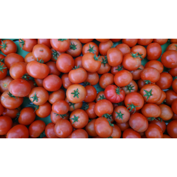 Tomate rot "Golyt"